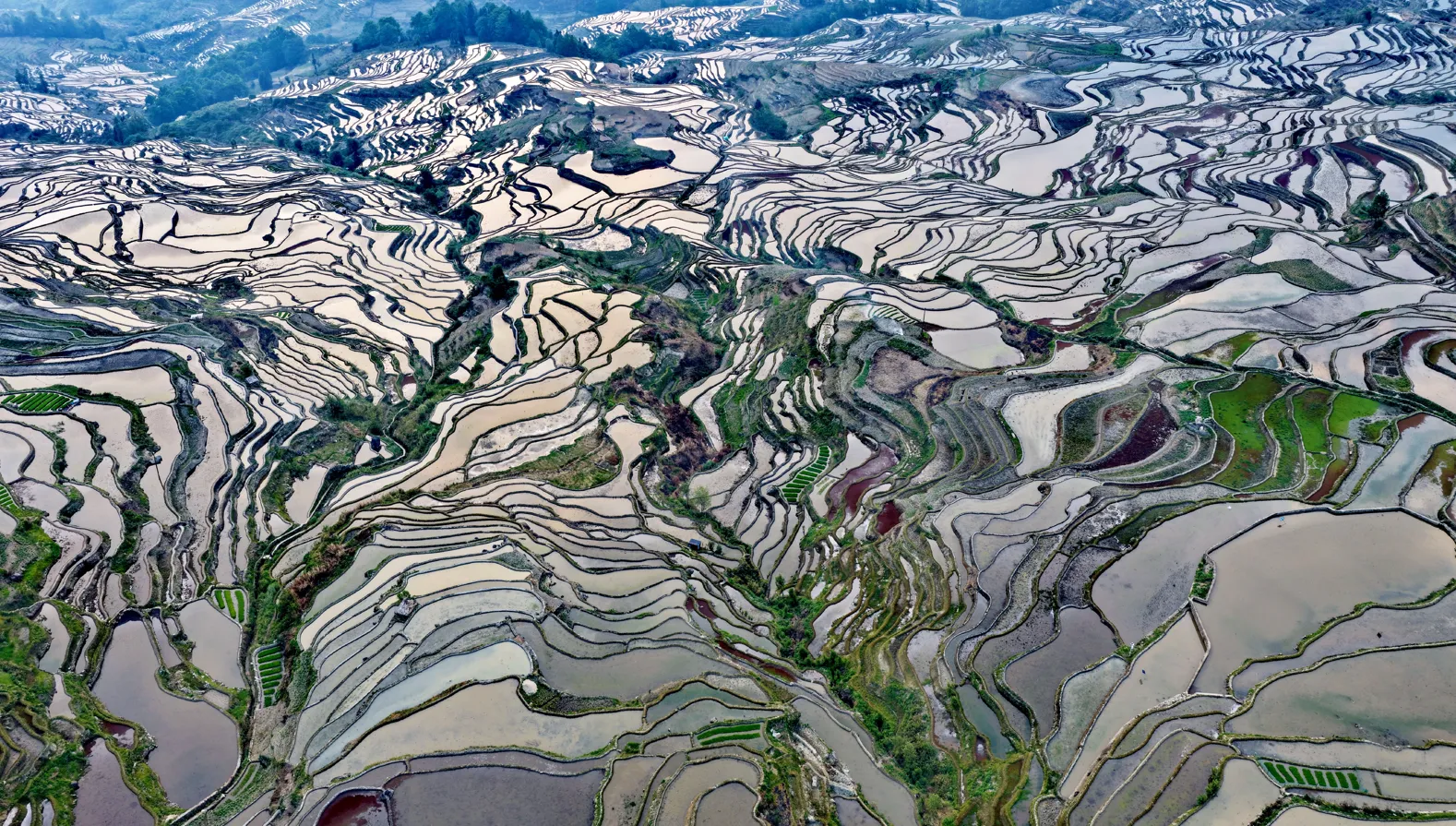 元陽棚田