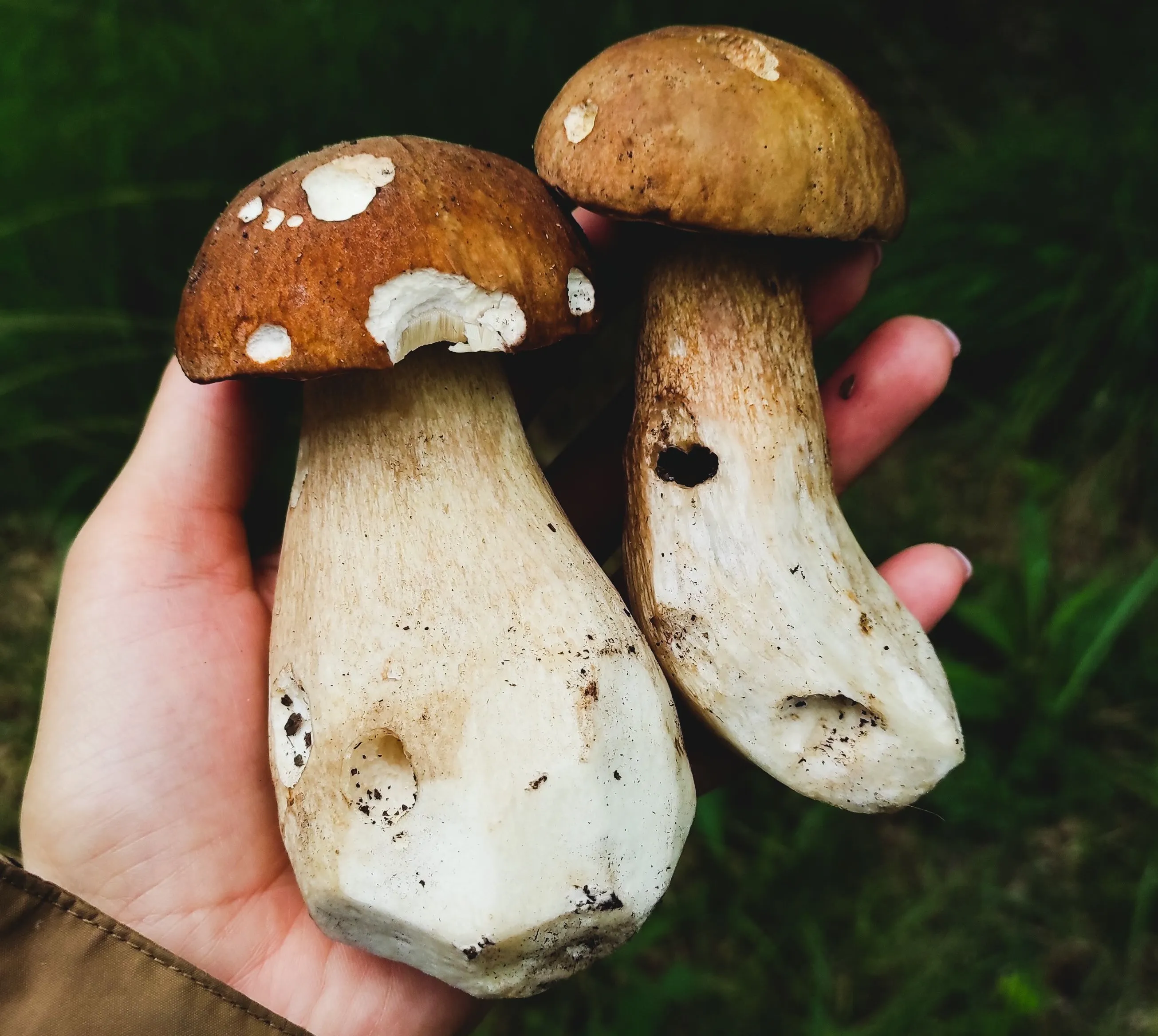 牛肝菌