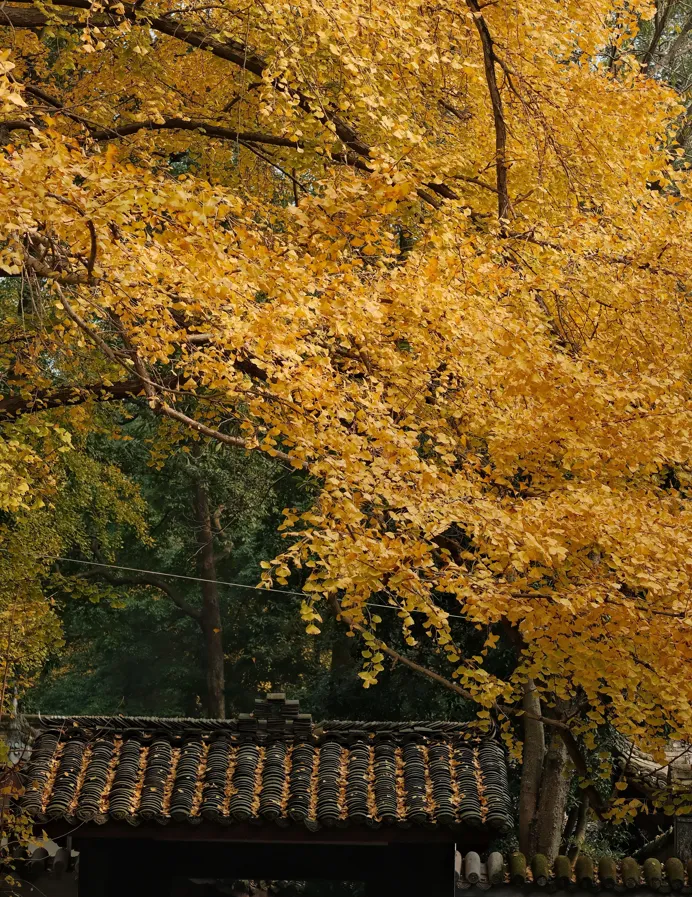 古建築上的銀杏