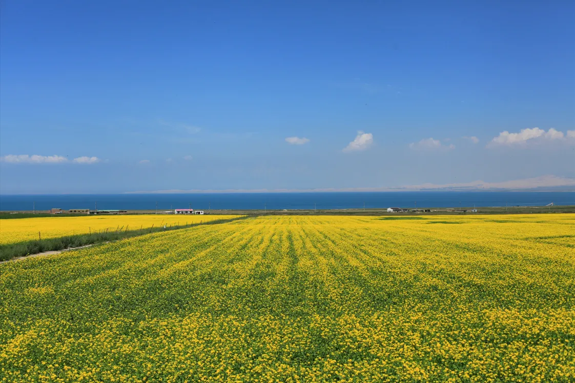 湖畔に広がる黄色い花畑と青海湖の風景