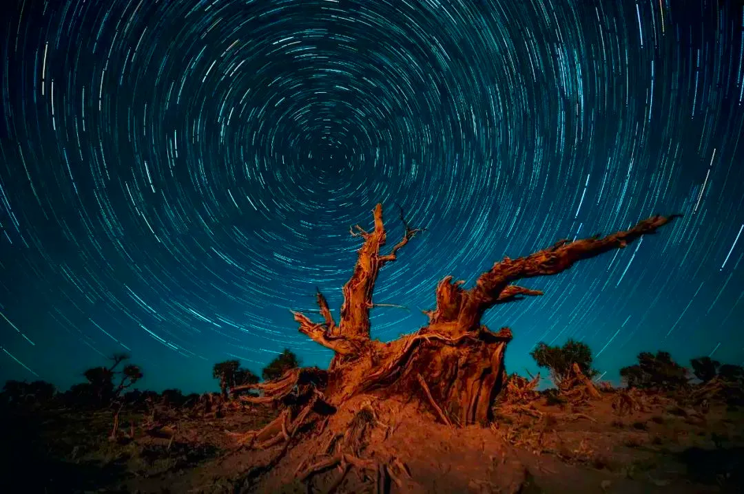 タクラマカン砂漠の胡楊の枯れ木と、長時間露光で撮影された星の軌跡