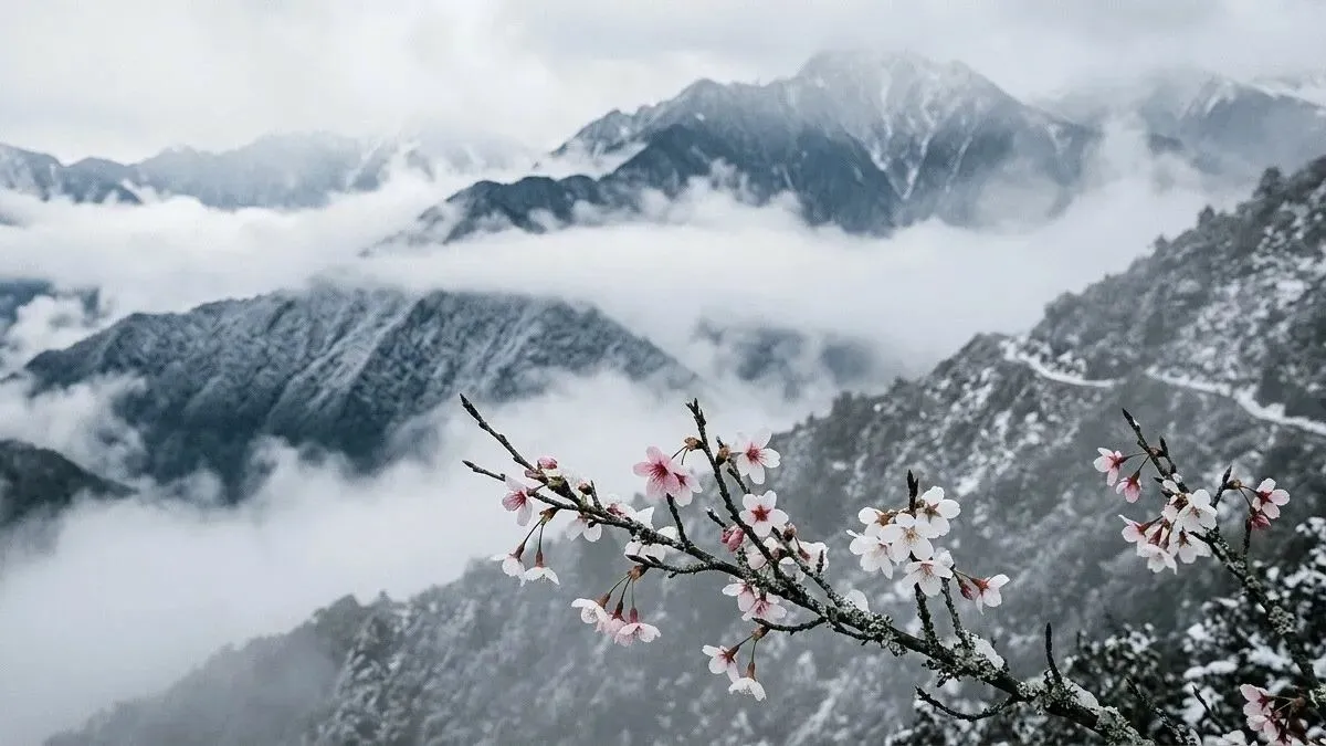 雪の中で咲く桜