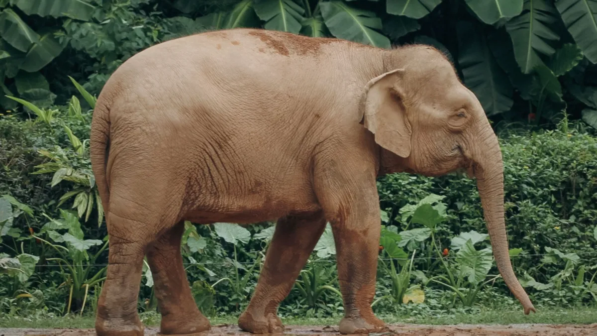 アジアゾウ
